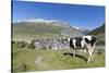 Cow grazing in the green pastures surrounding the alpine village of Andermatt, Canton of Uri, Switz-Roberto Moiola-Stretched Canvas