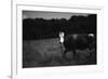 Cow in a Field-Clive Nolan-Framed Photographic Print