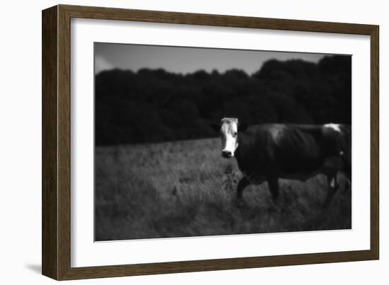 Cow in a Field-Clive Nolan-Framed Photographic Print