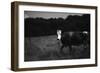 Cow in a Field-Clive Nolan-Framed Photographic Print