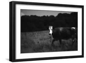 Cow in a Field-Clive Nolan-Framed Photographic Print