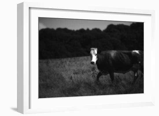 Cow in a Field-Clive Nolan-Framed Photographic Print