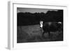 Cow in a Field-Clive Nolan-Framed Photographic Print