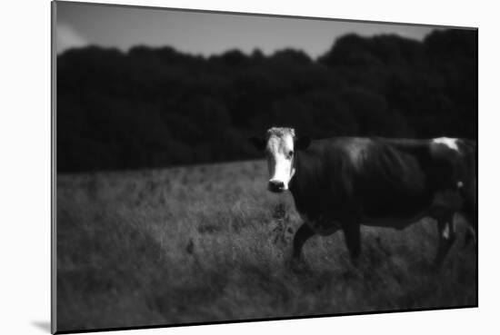 Cow in a Field-Clive Nolan-Mounted Photographic Print