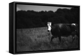 Cow in a Field-Clive Nolan-Framed Stretched Canvas