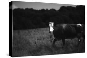 Cow in a Field-Clive Nolan-Stretched Canvas