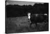 Cow in a Field-Clive Nolan-Stretched Canvas