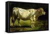 Cow in a Landscape-Friedrich Johann Voltz-Framed Stretched Canvas