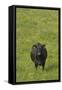 Cow in Flower Meadow-null-Framed Stretched Canvas