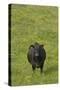 Cow in Flower Meadow-null-Stretched Canvas