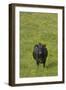 Cow in Flower Meadow-null-Framed Photographic Print