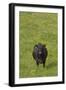 Cow in Flower Meadow-null-Framed Photographic Print