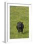 Cow in Flower Meadow-null-Framed Photographic Print