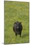 Cow in Flower Meadow-null-Mounted Photographic Print