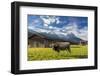 Cow in the green pastures framed by the high peaks of the Alps, Garmisch Partenkirchen, Upper Bavar-Roberto Moiola-Framed Photographic Print