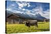 Cow in the green pastures framed by the high peaks of the Alps, Garmisch Partenkirchen, Upper Bavar-Roberto Moiola-Stretched Canvas