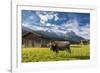 Cow in the green pastures framed by the high peaks of the Alps, Garmisch Partenkirchen, Upper Bavar-Roberto Moiola-Framed Photographic Print