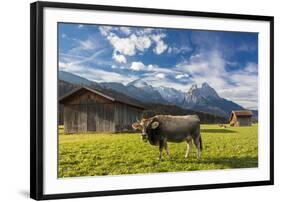 Cow in the green pastures framed by the high peaks of the Alps, Garmisch Partenkirchen, Upper Bavar-Roberto Moiola-Framed Photographic Print