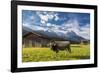 Cow in the green pastures framed by the high peaks of the Alps, Garmisch Partenkirchen, Upper Bavar-Roberto Moiola-Framed Photographic Print