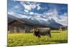 Cow in the green pastures framed by the high peaks of the Alps, Garmisch Partenkirchen, Upper Bavar-Roberto Moiola-Mounted Photographic Print
