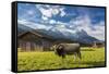 Cow in the green pastures framed by the high peaks of the Alps, Garmisch Partenkirchen, Upper Bavar-Roberto Moiola-Framed Stretched Canvas