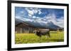 Cow in the green pastures framed by the high peaks of the Alps, Garmisch Partenkirchen, Upper Bavar-Roberto Moiola-Framed Photographic Print