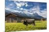 Cow in the green pastures framed by the high peaks of the Alps, Garmisch Partenkirchen, Upper Bavar-Roberto Moiola-Mounted Photographic Print