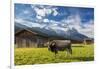 Cow in the green pastures framed by the high peaks of the Alps, Garmisch Partenkirchen, Upper Bavar-Roberto Moiola-Framed Photographic Print