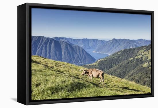 Cow in the green pastures with Lake Como and peaks in the background Gravedona, Italy-Roberto Moiola-Framed Stretched Canvas