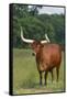 Cow in the Pasture-DLILLC-Framed Stretched Canvas