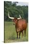 Cow in the Pasture-DLILLC-Stretched Canvas