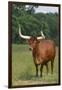 Cow in the Pasture-DLILLC-Framed Photographic Print