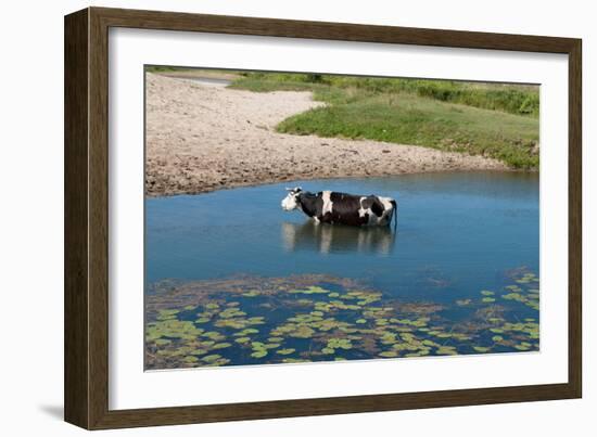 Cow in the River-Alena Zamotaeva-Framed Photographic Print