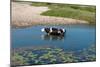 Cow in the River-Alena Zamotaeva-Mounted Photographic Print