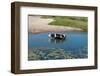 Cow in the River-Alena Zamotaeva-Framed Photographic Print