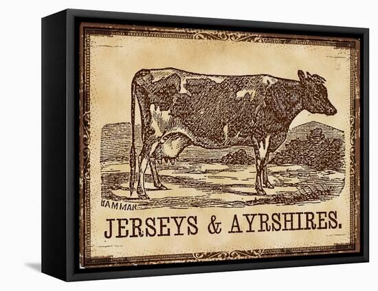 Cow - Jerseys-The Saturday Evening Post-Framed Stretched Canvas