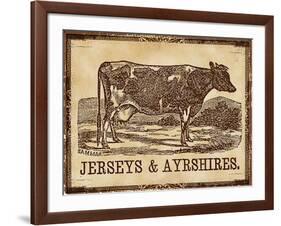 Cow - Jerseys-The Saturday Evening Post-Framed Giclee Print