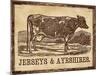 Cow - Jerseys-The Saturday Evening Post-Mounted Giclee Print