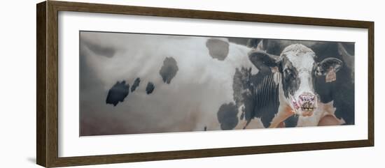 Cow Just Licking Good-null-Framed Photographic Print