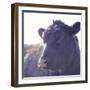 Cow Just Posing-null-Framed Photographic Print