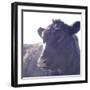 Cow Just Posing-null-Framed Photographic Print
