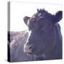 Cow Just Posing-null-Stretched Canvas