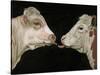 Cow Lick-Leah Saulnier-Stretched Canvas