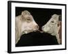 Cow Lick-Leah Saulnier-Framed Giclee Print