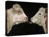 Cow Lick-Leah Saulnier-Stretched Canvas