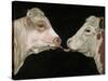 Cow Lick-Leah Saulnier-Stretched Canvas