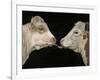 Cow Lick-Leah Saulnier-Framed Giclee Print