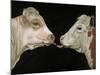 Cow Lick-Leah Saulnier-Mounted Giclee Print