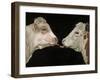 Cow Lick-Leah Saulnier-Framed Giclee Print