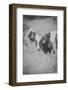 Cow Look Back-null-Framed Photographic Print